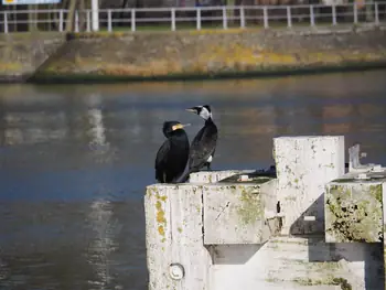 Nieuwpoort (België)